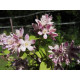 Tarhanietospensas 'Strawberry fields' (Deutzia x hybrida 'Strawberry Fields')